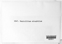 Neurospora sitophila image